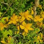 Hypericum perfoliatumKukka