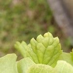 Moluccella laevis Листок