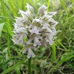 Neotinea tridentata Flower