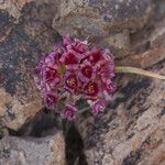Allium shevockii Цвят