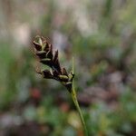 Carex gracilenta Φρούτο