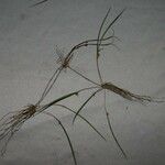 Myoxanthus sotoanus Otro