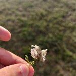 Astragalus beketowii Foglia