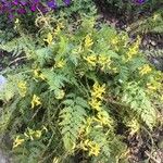 Corydalis cheilanthifolia Blomma