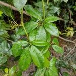 Cissus hypoglauca Feuille