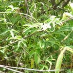 Dalechampia scandens Hábito