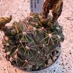 Gymnocalycium capillense Leaf