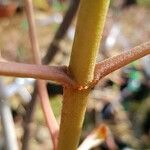 Aesculus pavia 樹皮