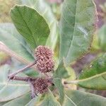 Breonia havilandiana Otro