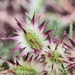 Daucus muricatus Fruit