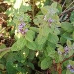 Mentha arvensis Folha