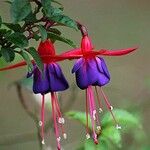 Fuchsia × standishii Flor