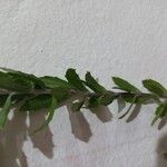 Baccharis dracunculifolia Frunză