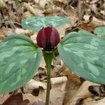 Trillium sessile 形态