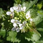 Alliaria petiolataFlower