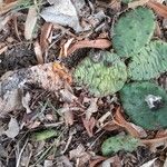 Opuntia humifusa Habitat