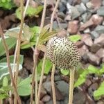 Anemonoides sylvestris Fruit