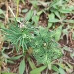 Euphorbia cyparissias 叶
