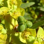 Euphorbia dendroides Frugt