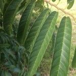 Annona reticulata Hoja