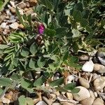 Lathyrus japonicus Fula