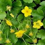 Waldsteinia ternata Çiçek