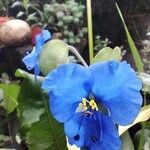 Commelina tuberosa 花