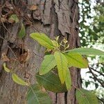 Eucalyptus tereticornis List