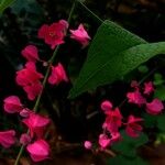 Antigonon leptopus Kukka