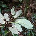 Mabea speciosa Hoja