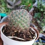 Mammillaria grahamiiEscorça