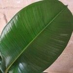 Ficus elastica Folha