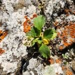 Primula hirsuta Hábito