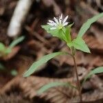 Pseudostellaria