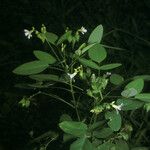 Oxalis barrelieri Plante entière