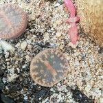 Lithops aucampiaeBlad