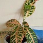 Codiaeum variegatum برگ