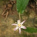 Tricyrtis affinis Flower