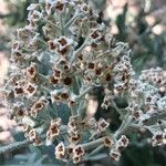 Buddleja loricata Flower