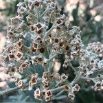 Buddleja loricata