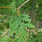 Thuja occidentalis Folha