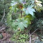 Ricinus communisLeaf