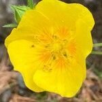 Potentilla grandiflora 花