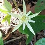 Passiflora capsularis Kvet