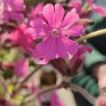 Silene pendulaBlüte