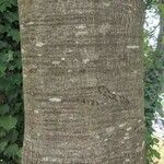 Quercus nigra Bark