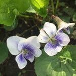 Viola palustris Fleur