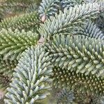 Abies numidica ഇല