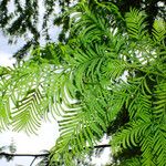 Metasequoia glyptostroboides পাতা