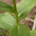 Inula salicina Ekosanga